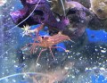 PEPPERMINT SHRIMP